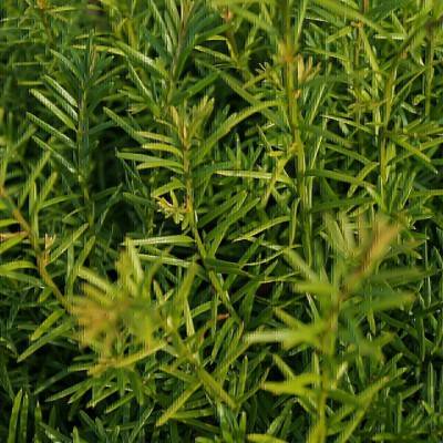 Taxus baccata_01